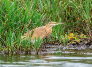 Squacco heron