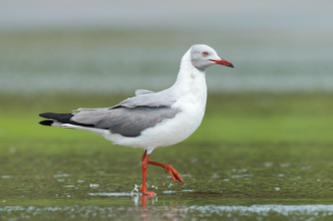 Grey Headed Gull