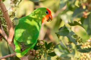 Red headed love bird