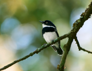 Rwenzori batis