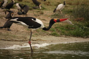 Saddle billed stork