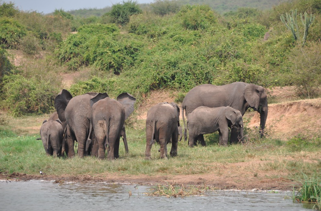 Elephants in Queen
